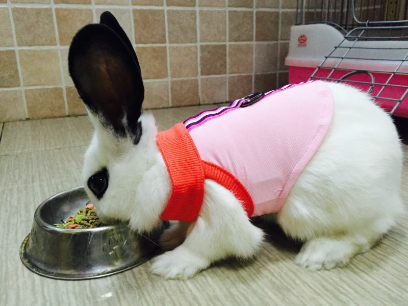 Can Rabbits Wear Dog Clothes?