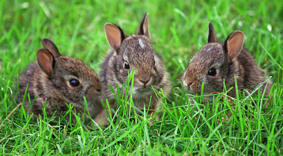 Do Rabbits Dig Holes To Have Babies Learn From Experts