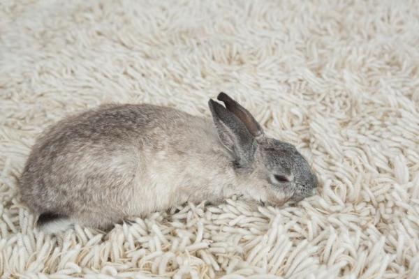 5 Ways To Dispose Of Dead Rabbit In Yard Whyrabbits Com