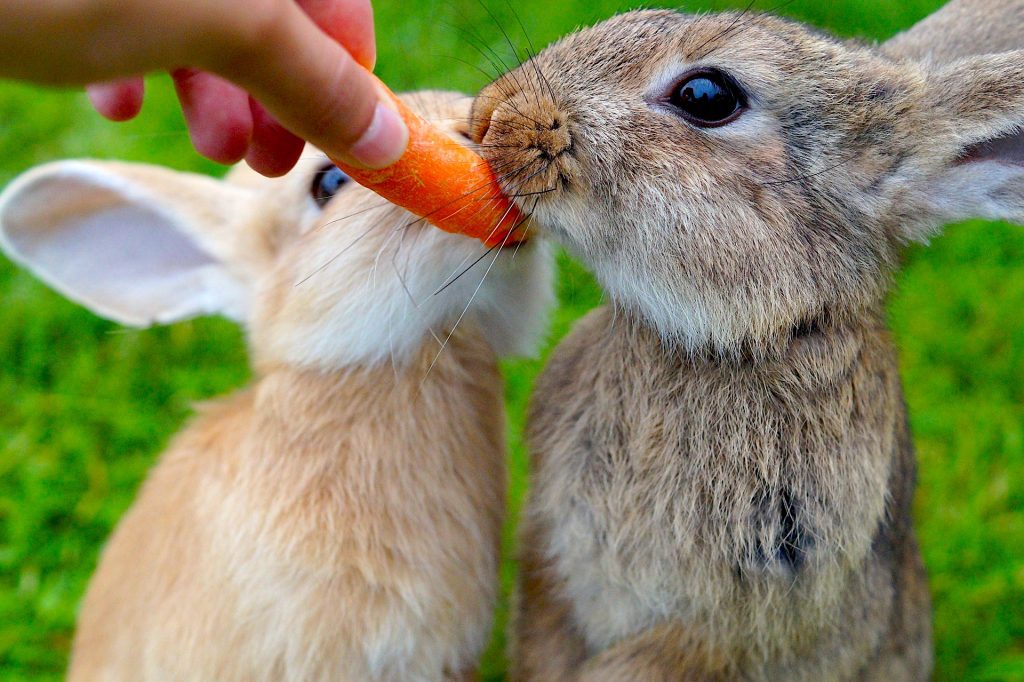 How to Get a Rabbit to Gain Weight