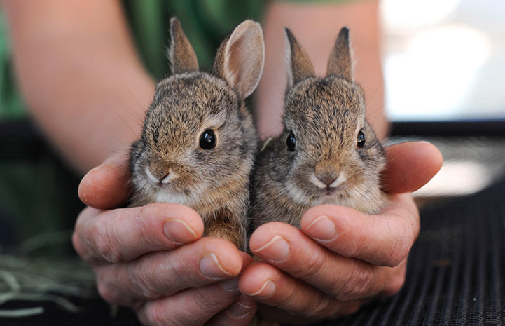 How long do wild bunnies stay with their mom