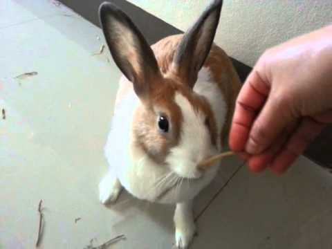 Why is My Rabbit Biting Me?