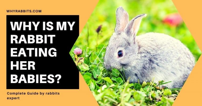 Why is my Rabbit Eating her Babies? Learn from Experts