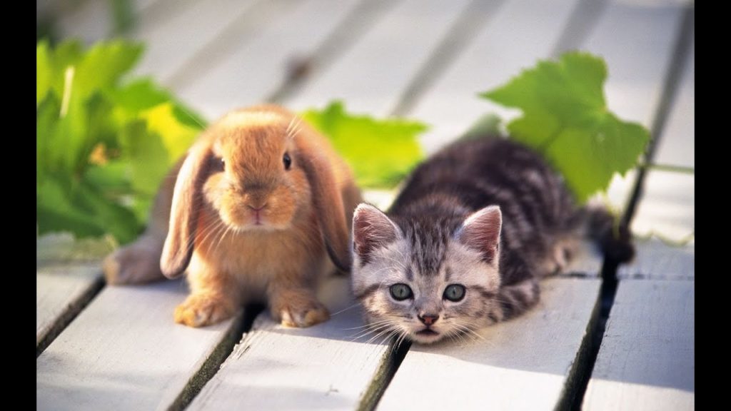 How to Introduce a Cat to a Rabbit?