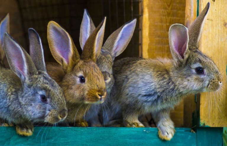 How to Get Rid of Hutch Stains on a Rabbit? 10 Proven Methods