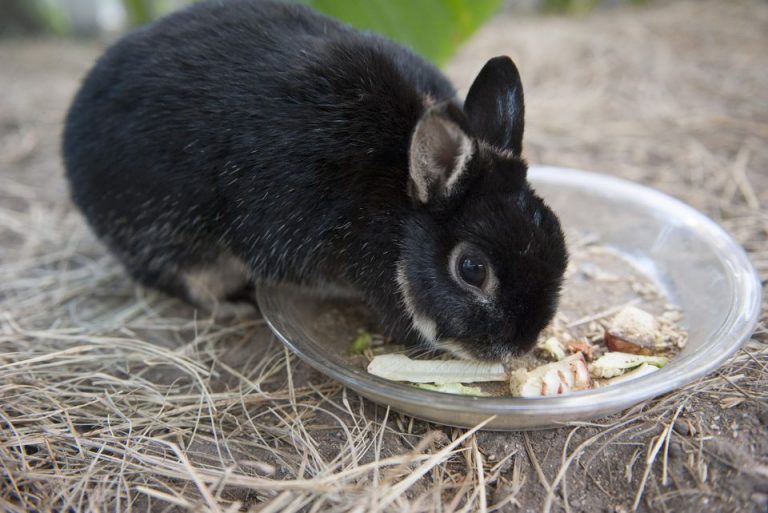 Do Rabbits stop eating when they are full? Real Facts