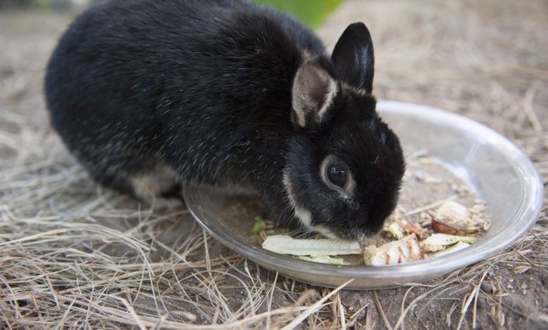 Do Rabbits stop eating when they are full