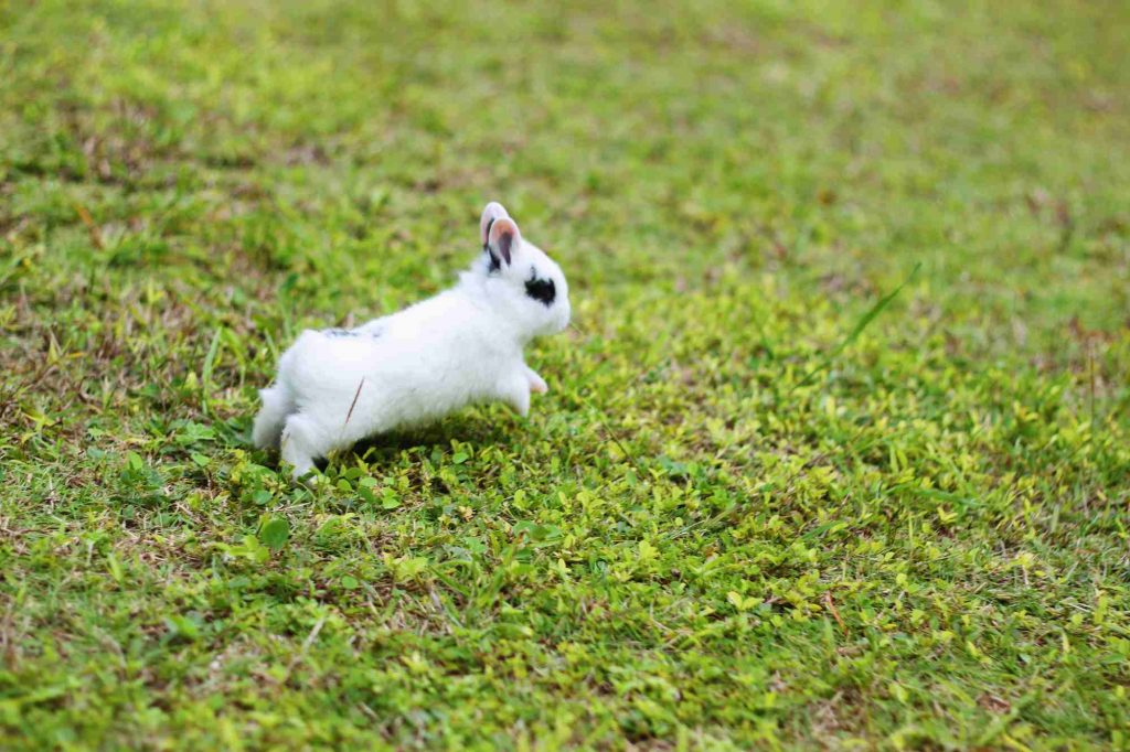 Why Does My Rabbit Runs Away From Me? 4 Common Reasons!