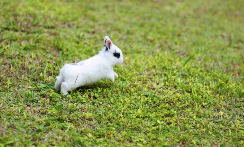 Why my rabbit runs away from me
