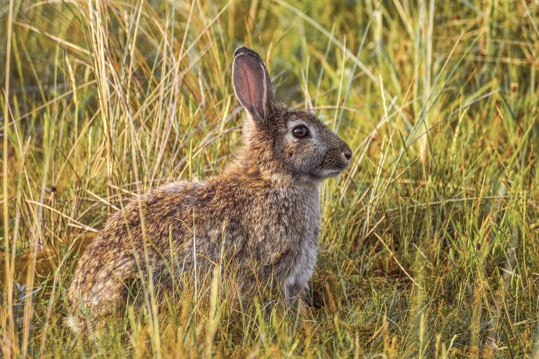 How do Wild Rabbits Get Water in the Winter?