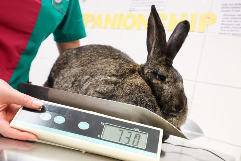 Why is My Rabbit Losing Weight? Expert Opinions