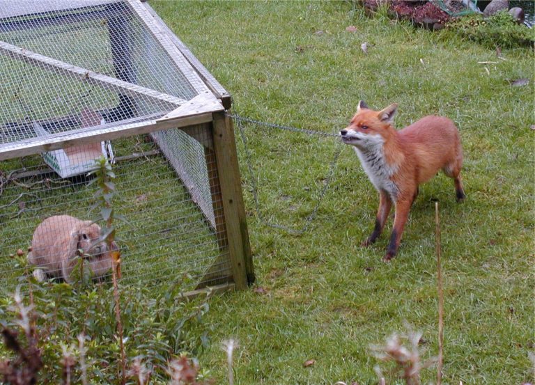 How to Make Your Rabbit Hutch Safe from Foxes?