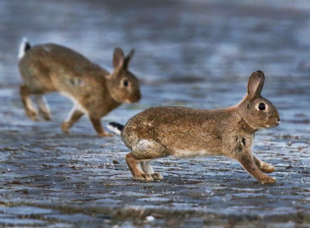 What Do Rabbit Hate at Marilyn Araujo blog