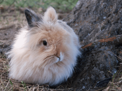 Angora Rabbit