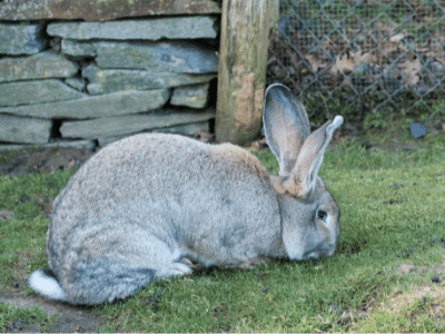 Flemish Giant Rabbit