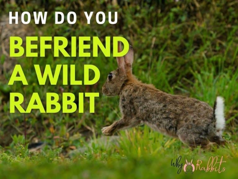 How to Get a Rabbit to Gain Weight? 5 Proven Tips