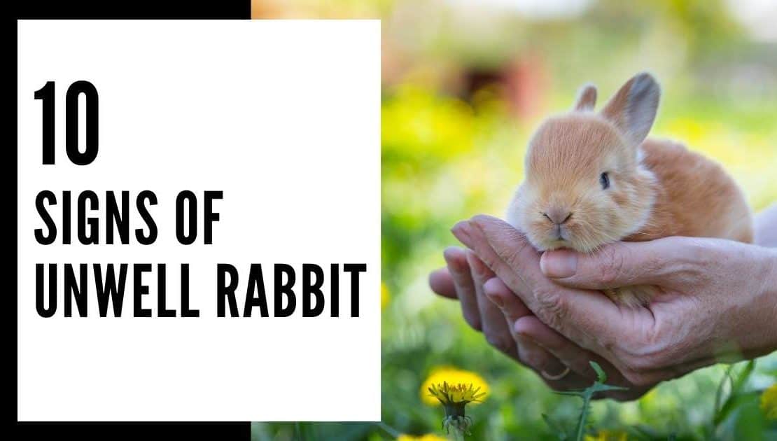 Why is My Rabbit Breathing Fast? Important Reasons