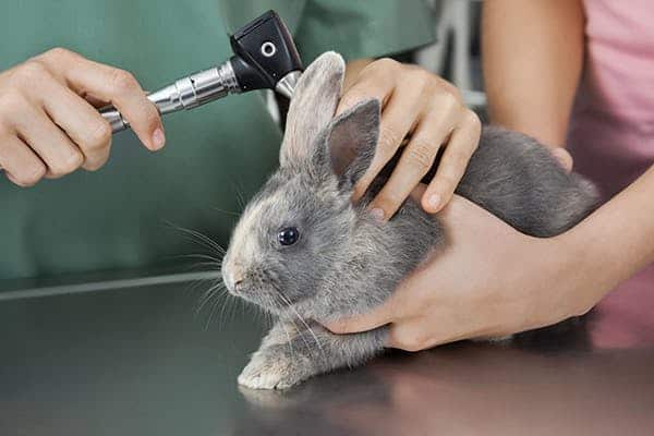 How to Treat Rabbit Injuries