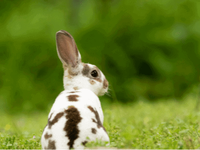 Mini Rex rabbit