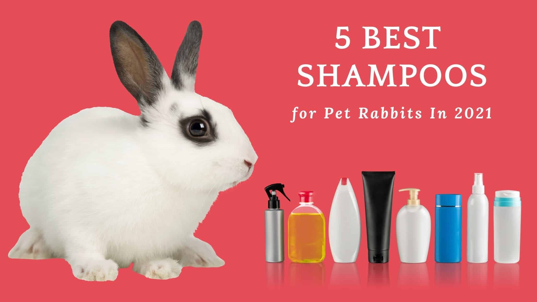 What shampoo is safe for rabbits