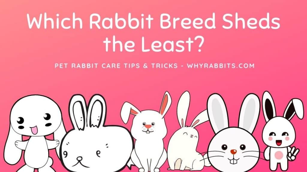 Why is my Rabbit Shedding So Much? 5 Common Reasons