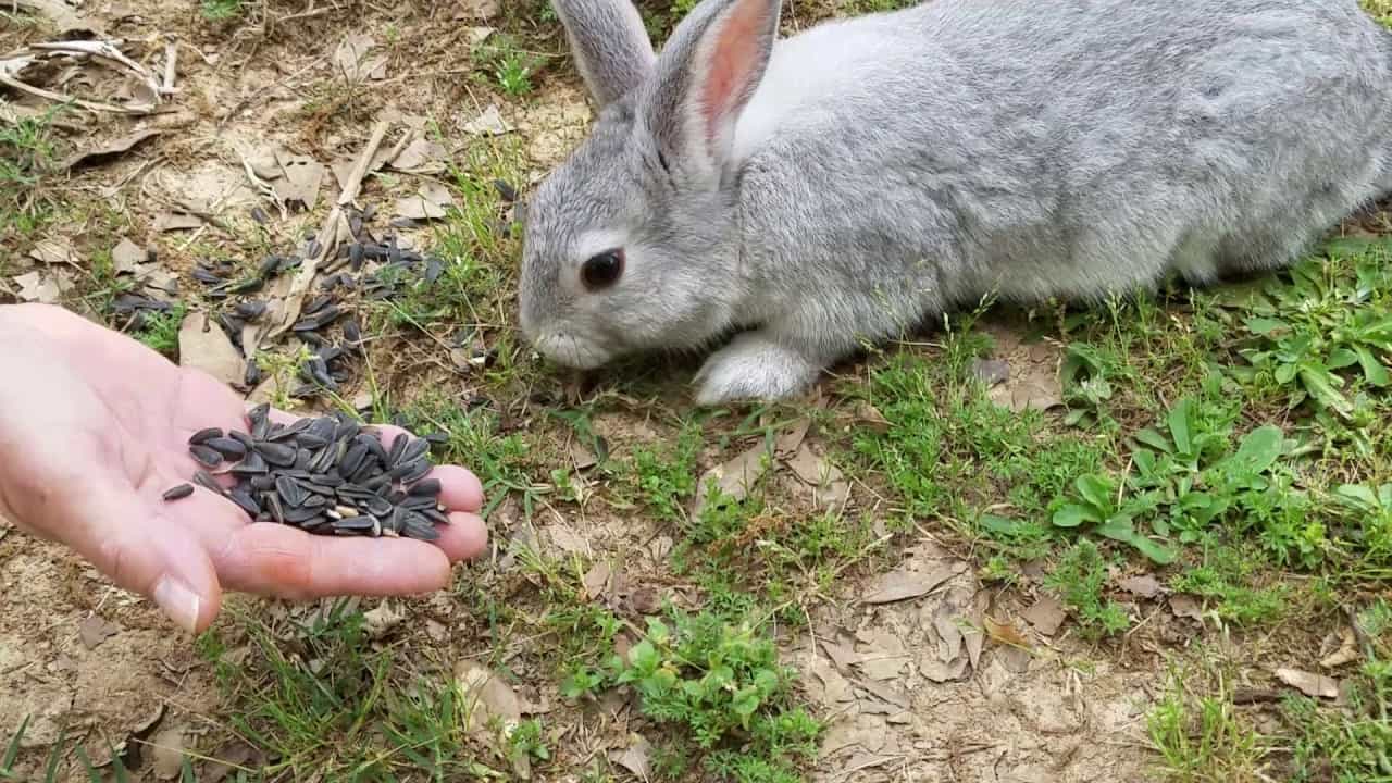 Can Rabbits Eat Salted Sunflower Seeds?