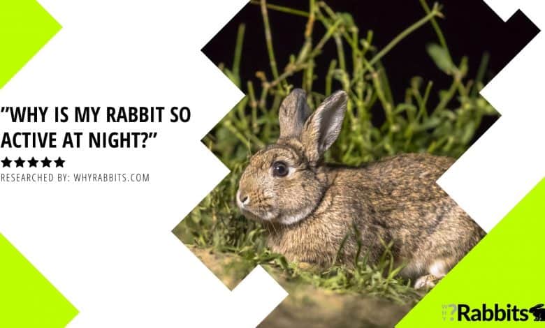 Why is my rabbit so active at night