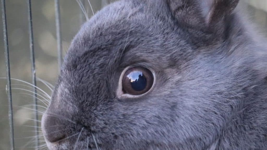 How to Wash/Clean a Rabbit's Eye?