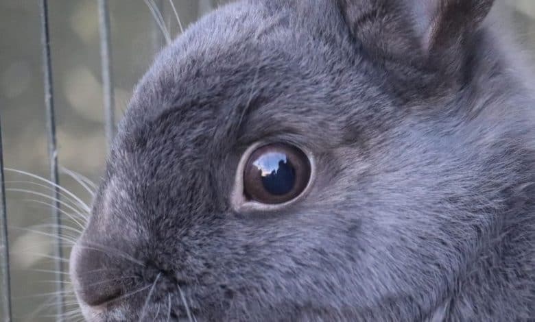 How to wash a rabbits eye