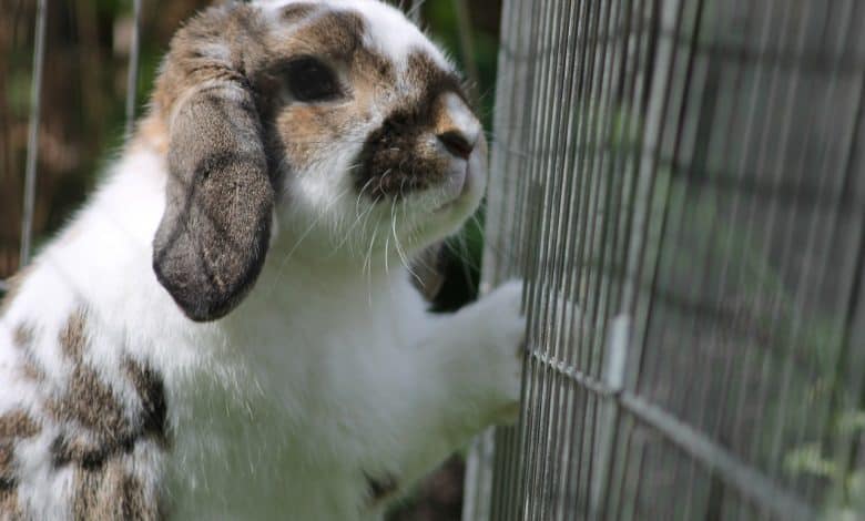 Can Rabbits Fit Through Small Holes