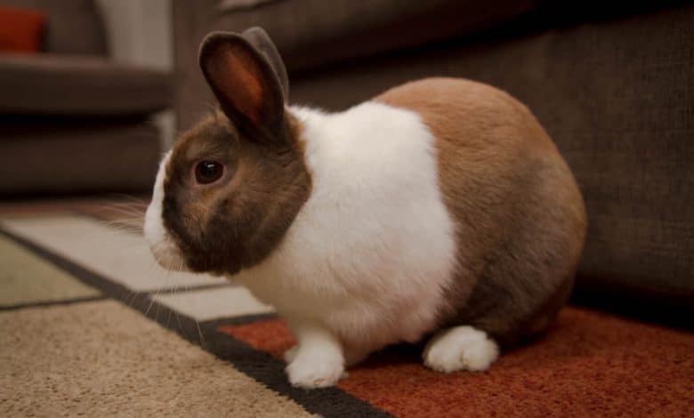 Can Snuffles in Rabbits be Cured
