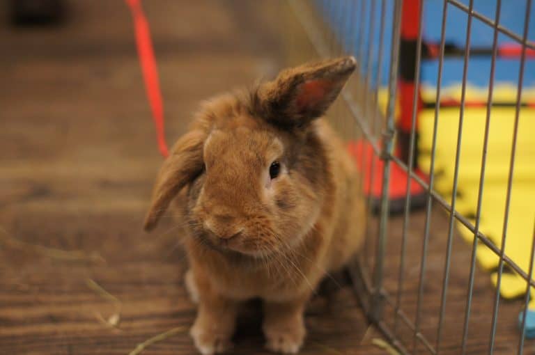 When Should I Take My Rabbit to the Vet?