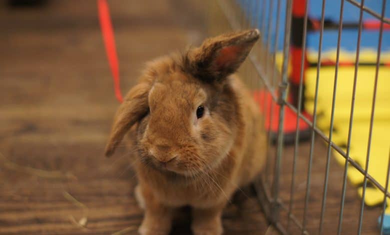 When should I take my rabbit to the vet
