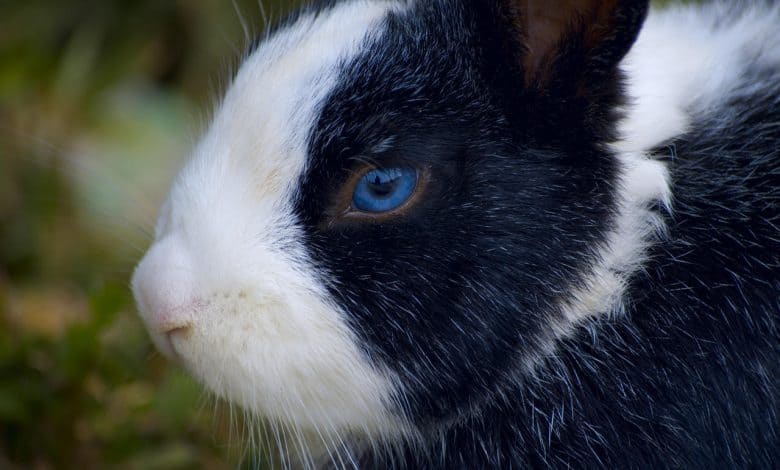 Are Blue eyed rabbits deaf