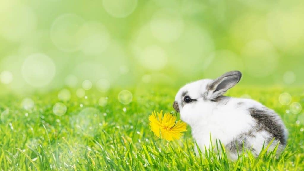 Can Rabbits Eat Dandelions?