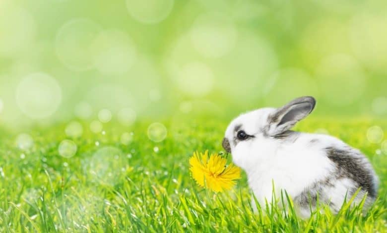 Can Rabbits Eat Dandelions