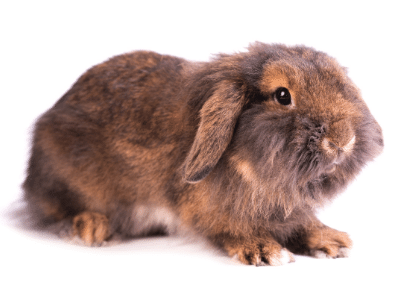 French Lop Rabbits