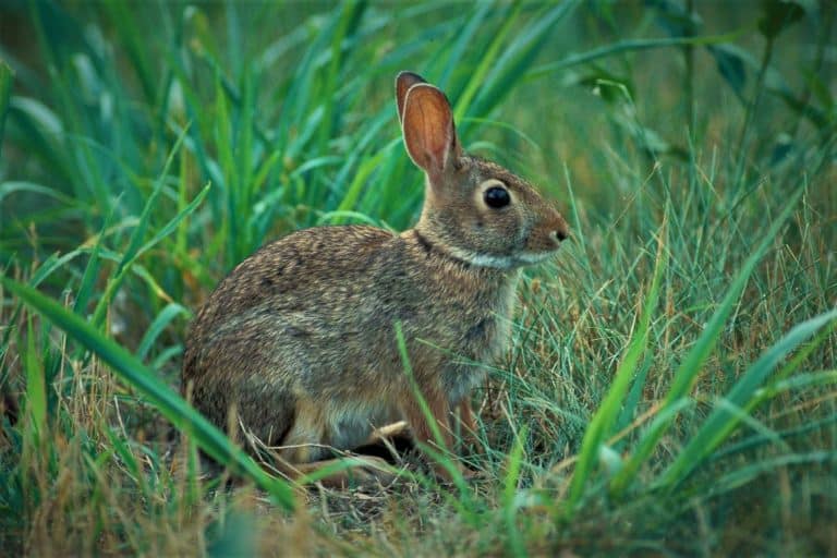 How Long Do Eastern Cottontail Rabbits Live?