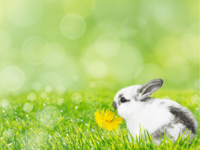 Rabbits Eating Dandelion flower