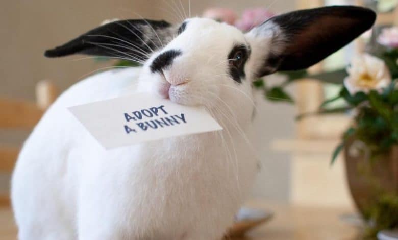 Where is the best place to adopt a bunny