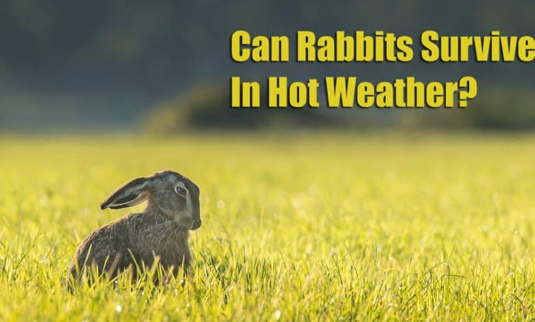 Can Rabbits Survive In Hot Weather