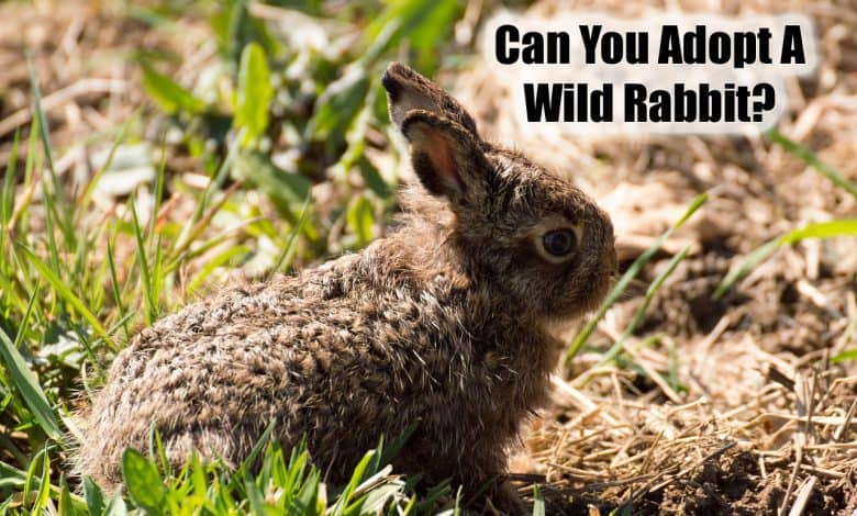 Can You Adopt A Wild Baby Bunny