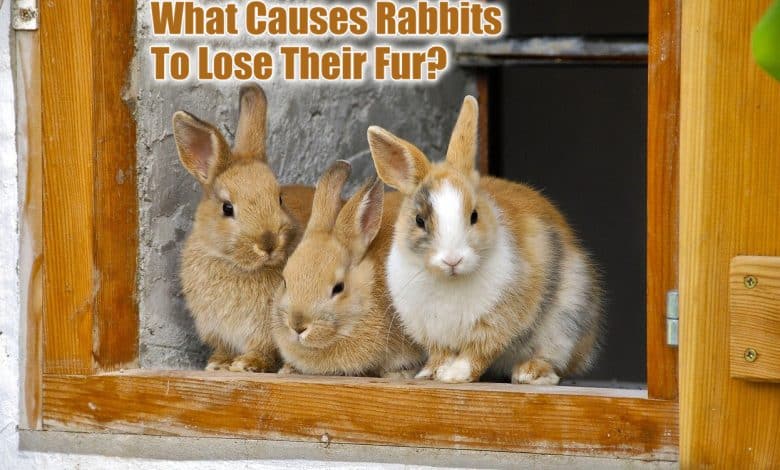 What Causes Rabbits To Lose Their Fur