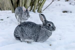 Picture of Can Rabbits Survive in Cold Weather? | Whyrabbits.Com