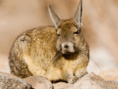 Chinchilla rabbit