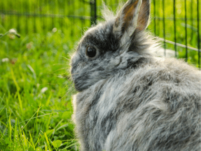 Harlequin rabbit