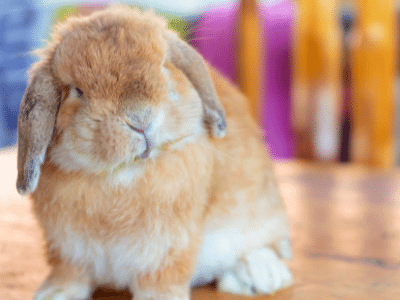 Holland Lop