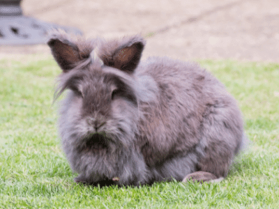 Lionhead Rabbits