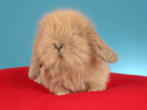 10 Most Expensive Rabbit Breeds (with Images) | Whyrabbits.Com