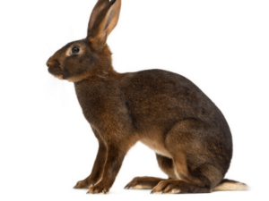 RABBIT SILVER